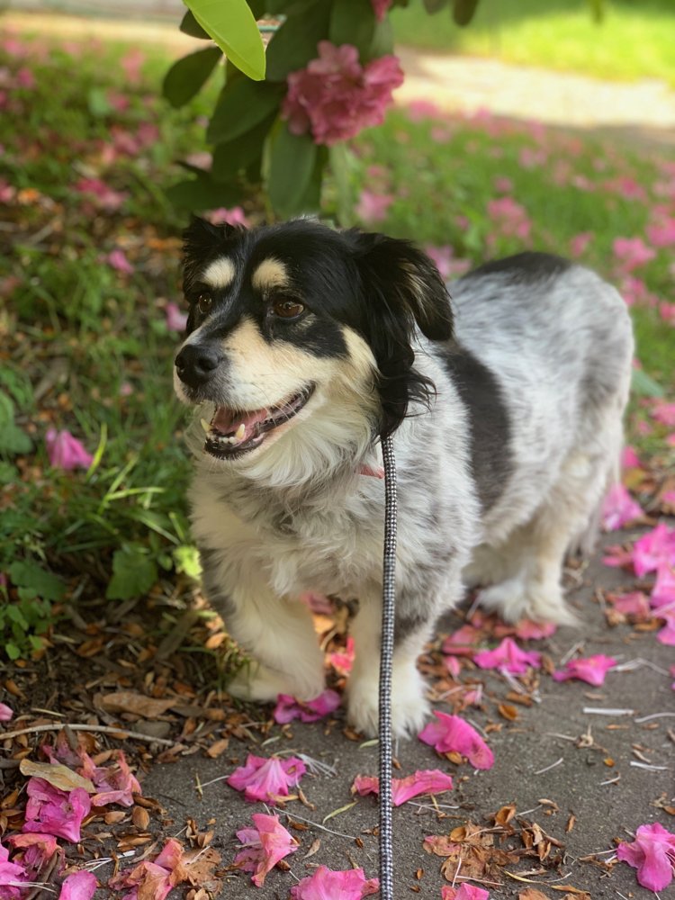 Lulu the dog standing among fallen pink petals
