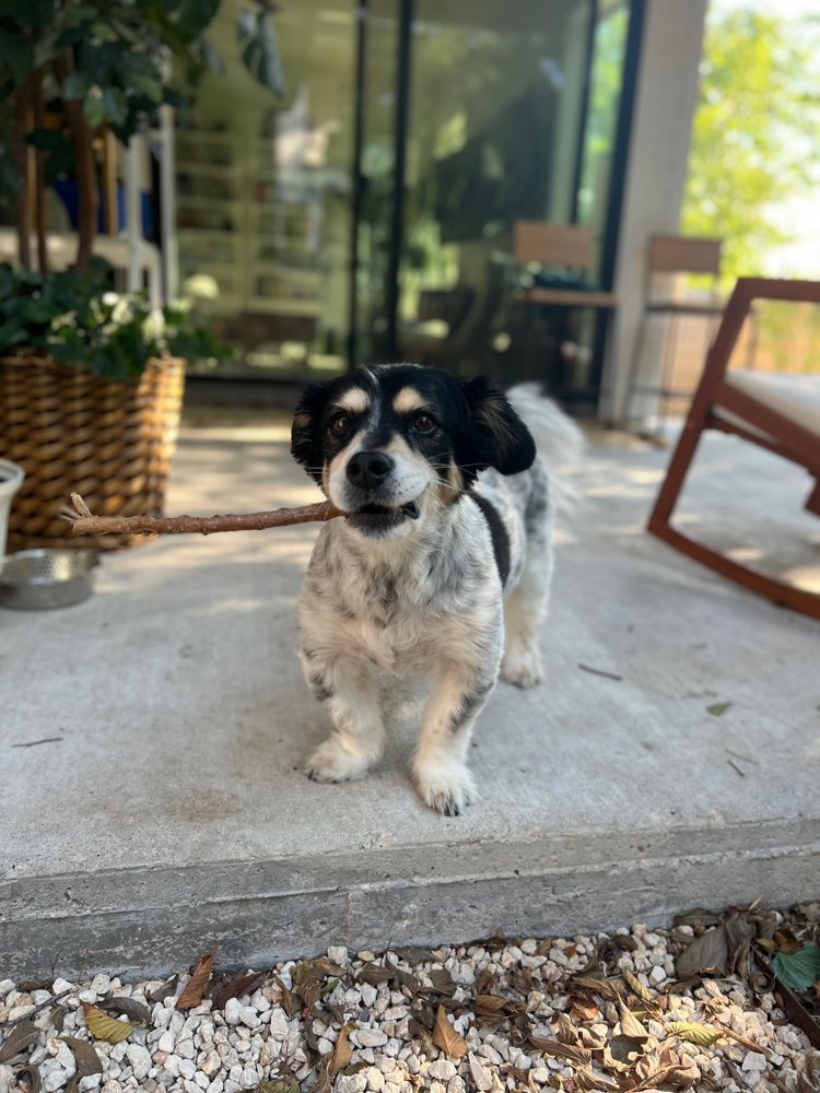 Lulu proudly holding a stick on the patio